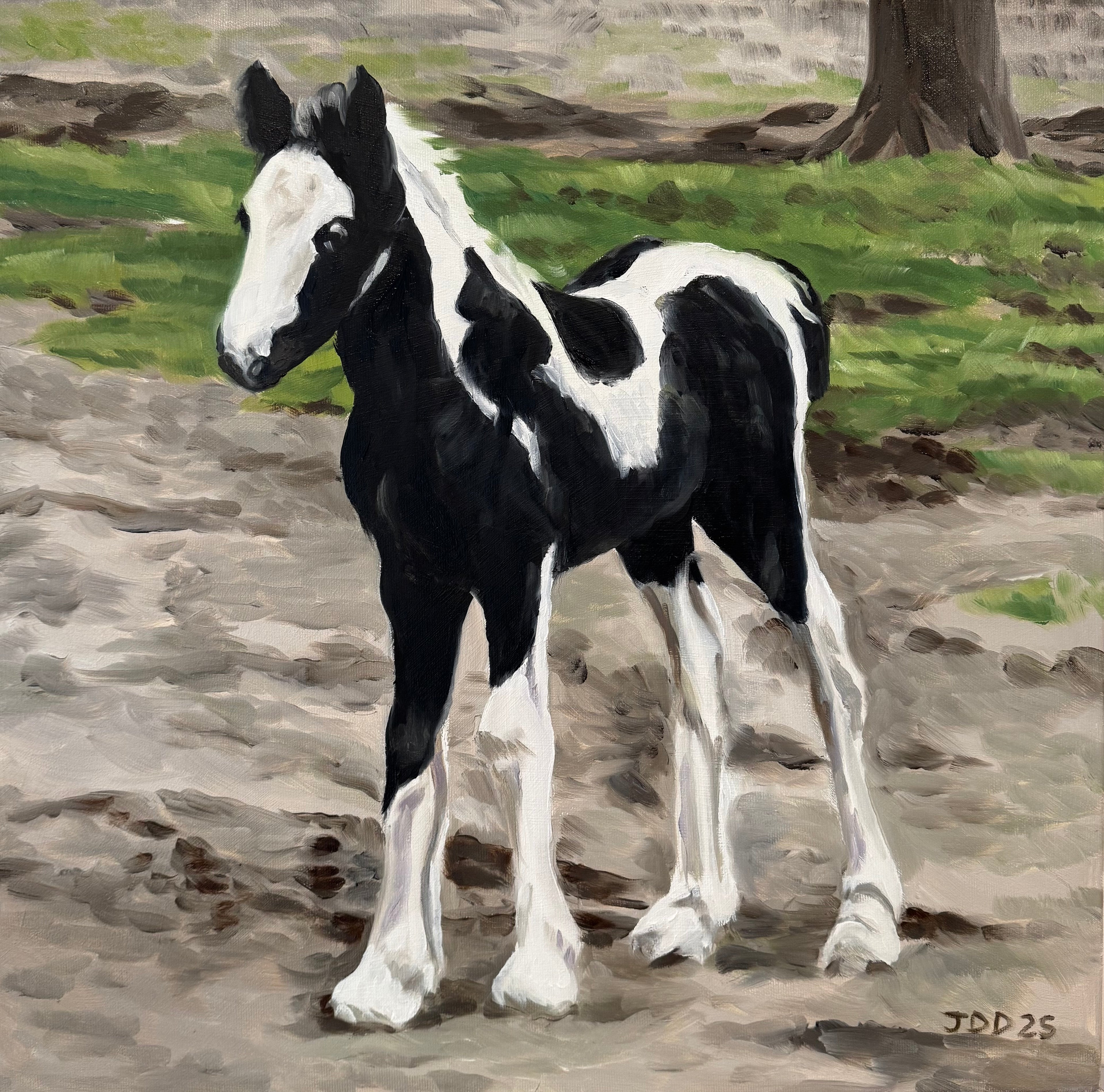 Foal