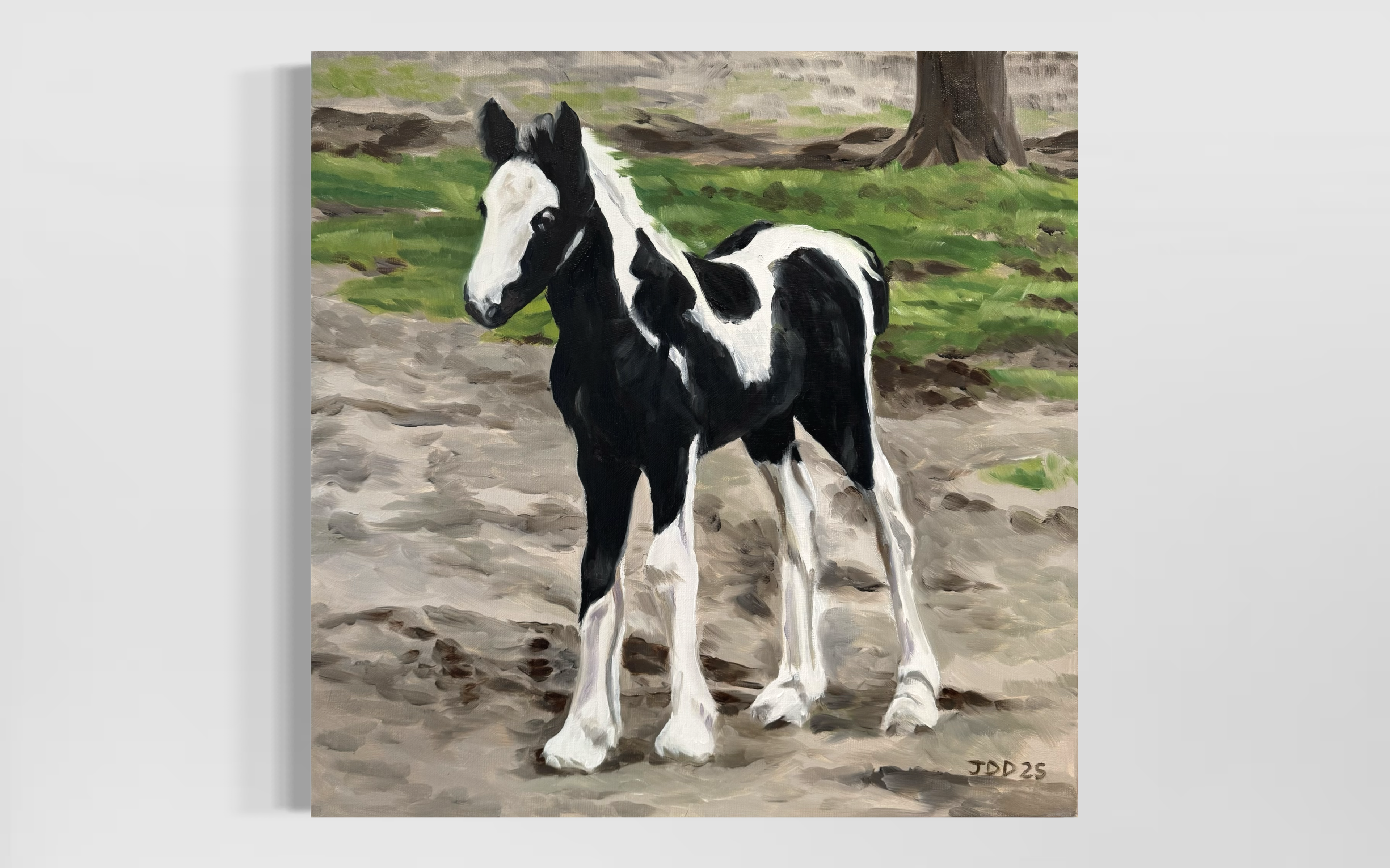 Foal